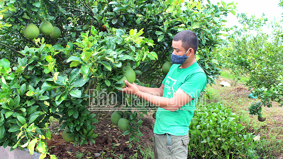 Mô hình tích tụ ruộng đất phát triển sản xuất nông nghiệp hàng hóa của Công ty TNHH Đình Mộc (Xuân Trường).